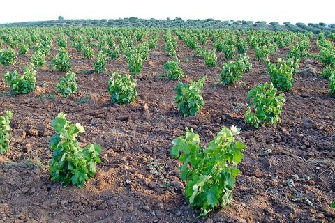 Vigne dans la région du Cap Bon