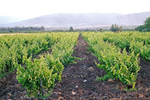 Vigne dans la région du Cap Bon