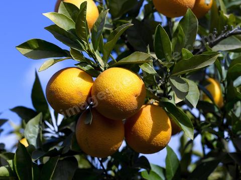 Cueillette des oranges dans les orangeraies du Cap Bon près de Turki