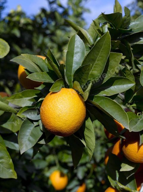 Cueillette des oranges dans les orangeraies du Cap Bon près de Turki