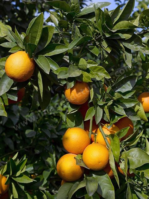 Cueillette des oranges dans les orangeraies du Cap Bon près de Turki