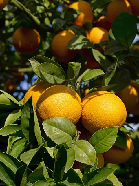Cueillette des oranges dans les orangeraies du Cap Bon près de Turki