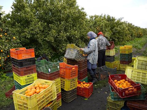 Cueillette des oranges dans les orangeraies du Cap Bon près de Turki