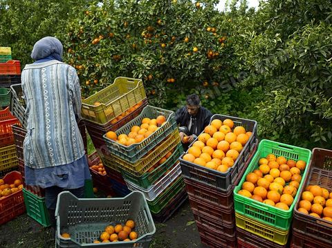 Cueillette des oranges dans les orangeraies du Cap Bon près de Turki