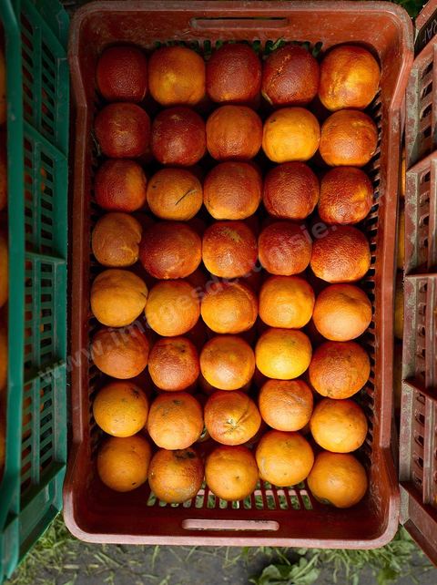 Cueillette des oranges dans les orangeraies du Cap Bon près de Turki