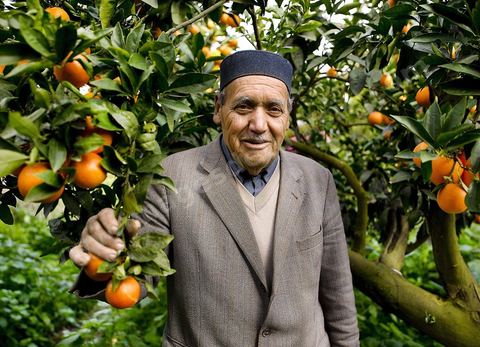 Cueillette des oranges dans les orangeraies du Cap Bon près de Turki