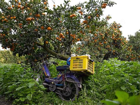 Cueillette des oranges dans les orangeraies du Cap Bon près de Turki