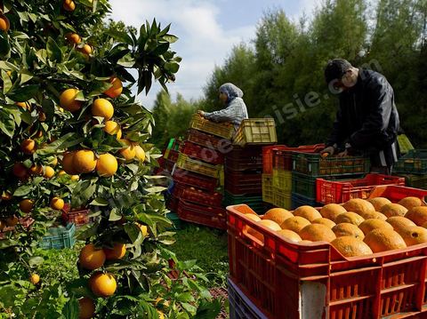 Cueillette des oranges dans les orangeraies du Cap Bon près de Turki