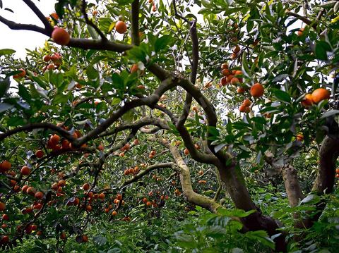 Cueillette des oranges dans les orangeraies du Cap Bon près de Turki