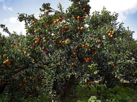 Cueillette des oranges dans les orangeraies du Cap Bon près de Turki