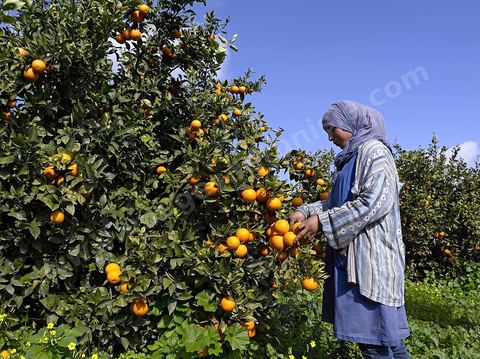 Cueillette des oranges dans les orangeraies du Cap Bon près de Turki