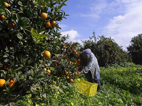 Cueillette des oranges dans les orangeraies du Cap Bon près de Turki