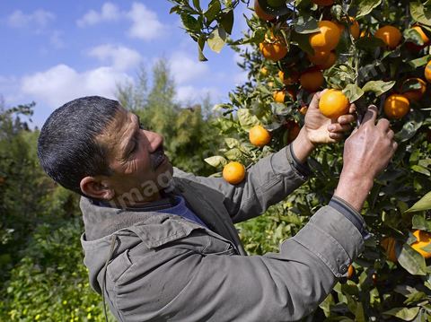 Cueillette des oranges dans les orangeraies du Cap Bon près de Turki