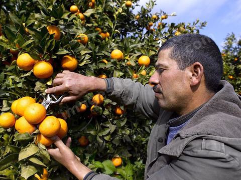 Cueillette des oranges dans les orangeraies du Cap Bon près de Turki