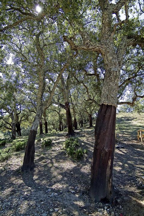 Foret de chenes lieges près de Ain Draham en Kroumirie