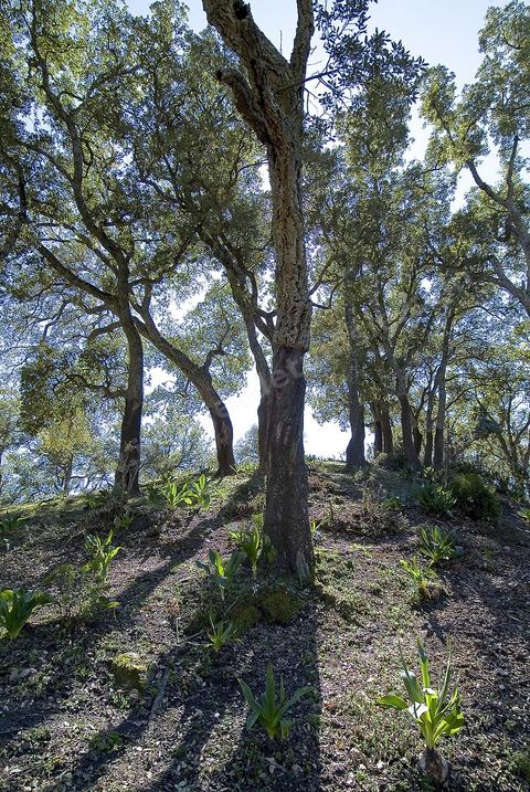 Foret de chenes lieges près de Ain Draham en Kroumirie