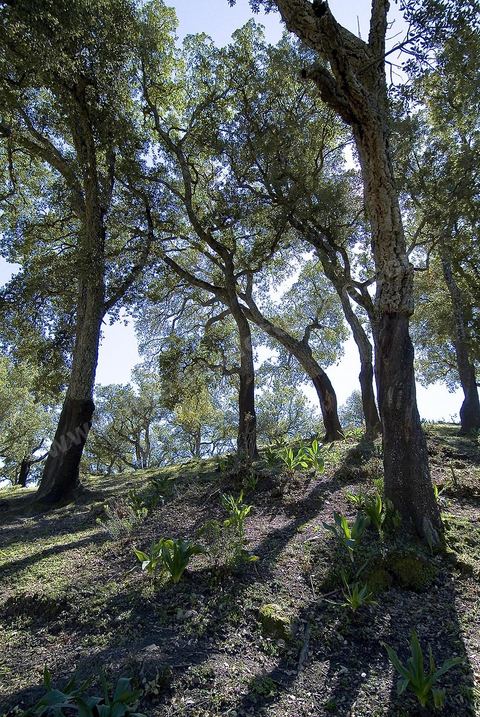Foret de chenes lieges près de Ain Draham en Kroumirie