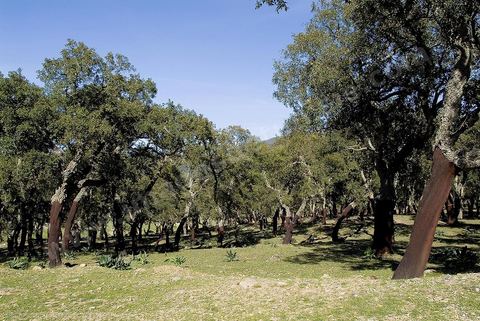 Foret de chenes lieges près de Ain Draham en Kroumirie