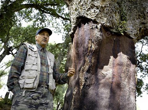 Fafa nous présentant un tronc mascler de chêne liège dans les forêts de Kroumirie près de Aïn Draham