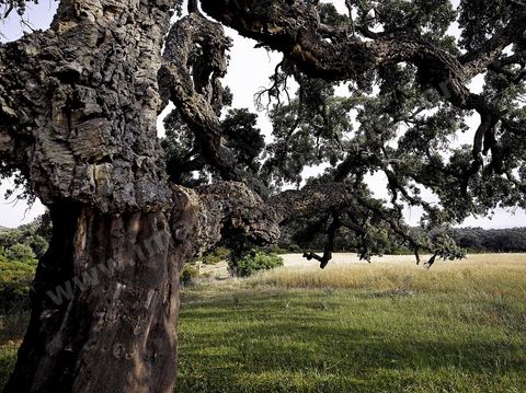 L'un des plus gros chênes lièges situé dans les monts de Kroumirie près de Aïn Draham