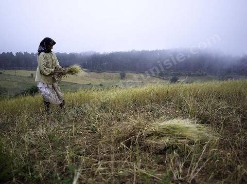 femme faisant des moissons traditionnelles dans les monts de Kroumirie près de Aïn Draham