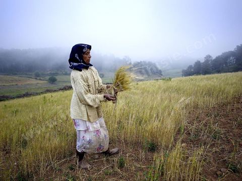 femme faisant des moissons traditionnelles dans les monts de Kroumirie près de Aïn Draham