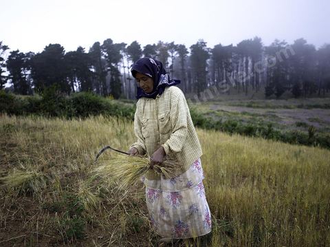 femme faisant des moissons traditionnelles dans les monts de Kroumirie près de Aïn Draham