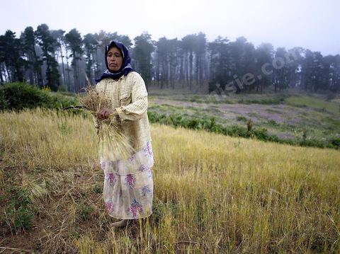 femme faisant des moissons traditionnelles dans les monts de Kroumirie près de Aïn Draham