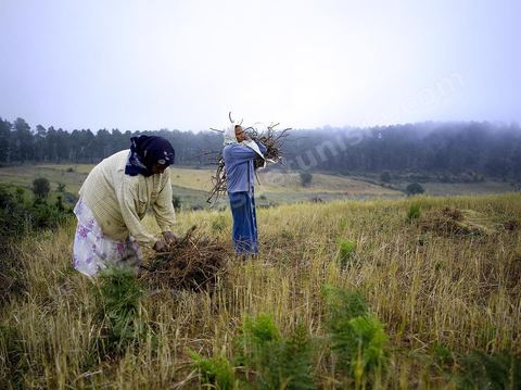 Femmes récoltant du blé et du bois pour les ramener chez elles dans les montagnes de Kroumirie près de Aïn Draham