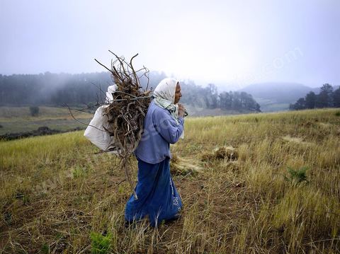 Femmes récoltant du blé et du bois pour les ramener chez elles dans les montagnes de Kroumirie près de Aïn Draham
