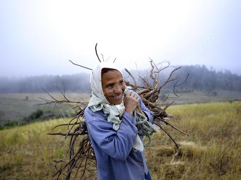 Femmes récoltant du blé et du bois pour les ramener chez elles dans les montagnes de Kroumirie près de Aïn Draham
