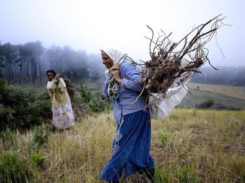 Femmes récoltant du blé et du bois pour les ramener chez elles dans les montagnes de Kroumirie près de Aïn Draham