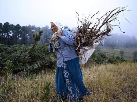 Femmes récoltant du blé et du bois pour les ramener chez elles dans les montagnes de Kroumirie près de Aïn Draham