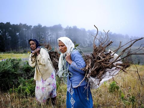 Femmes récoltant du blé et du bois pour les ramener chez elles dans les montagnes de Kroumirie près de Aïn Draham