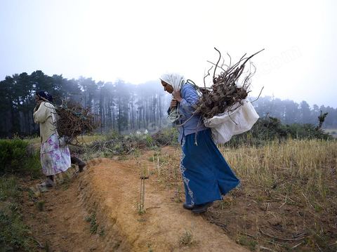 Femmes récoltant du blé et du bois pour les ramener chez elles dans les montagnes de Kroumirie près de Aïn Draham