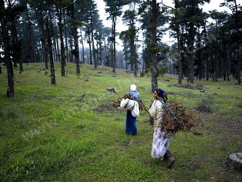 Femmes récoltant du blé et du bois pour les ramener chez elles dans les montagnes de Kroumirie près de Aïn Draham