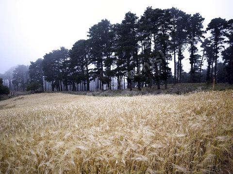 Champs de blé sous fond de forêt de pins dans les montagnes de Kroumirie près de Aïn Draham