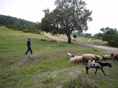 Berger avec son troupeau de mouton sur les monts de Kroumirie près de Aïn Draham