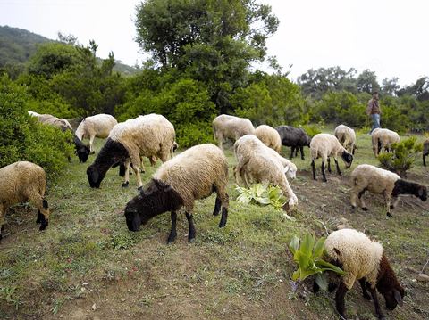 Berger avec son troupeau de mouton sur les monts de Kroumirie près de Aïn Draham