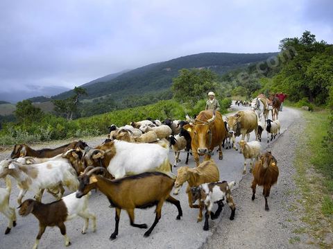 Berger avec son troupeau de moutons, vaches, chèbres et chevaux sur les monts de Kroumirie près de Aïn Draham