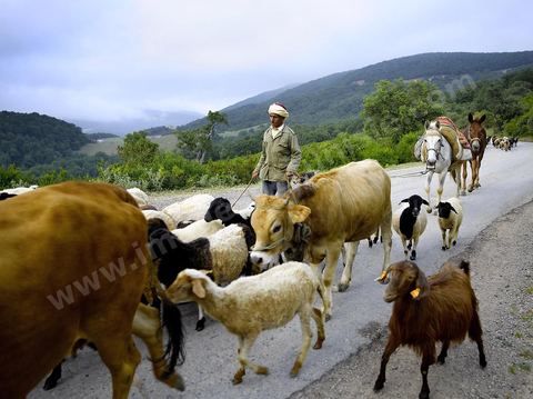 Berger avec son troupeau de moutons, vaches, chèbres et chevaux sur les monts de Kroumirie près de Aïn Draham