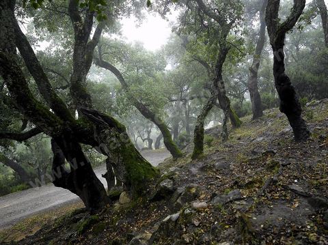 Forêts de chênes lièges dans les monts de Kroumirie près de Aïn Draham