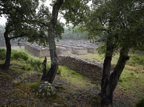 Stock de liège dans les forêts de chênes lièges dans les monts de Kroumirie près de Aïn Draham