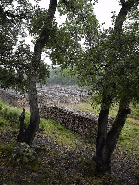 Stock de liège dans les forêts de chênes lièges dans les monts de Kroumirie près de Aïn Draham