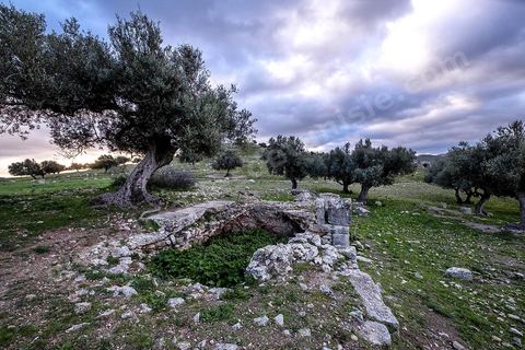 Citernes romaines sous les oliviers Site archéologique romain et byzantin de Aïn Tounga, anciennement Thignica, se situe à une vingtaine de km de Dougga. il est un des nombreux exemples de grands sites archéologiques en Tunisie qui ne bénéficie d'aucune protection, au milieu d'un village ce site n'est ni cloturé, ni gardé et donc menancé de dégradations et de disparition. 