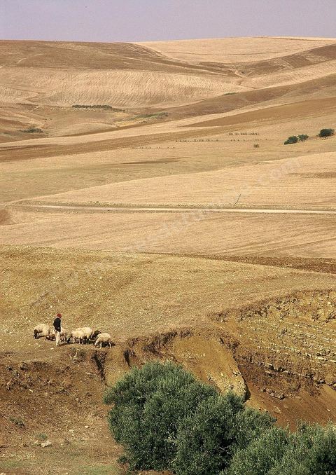 campagne dans les environs de Bizerte