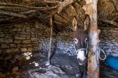 Avec Mustapha el Chaouachi, éléeveur et paysan, sur les hauteurs de Chaouach. Le village de Chaouach sur les hauteurs de Medjez El Bab. 