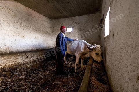 Avec Mustapha el Chaouachi, éléeveur et paysan, sur les hauteurs de Chaouach. Le village de Chaouach sur les hauteurs de Medjez El Bab. 