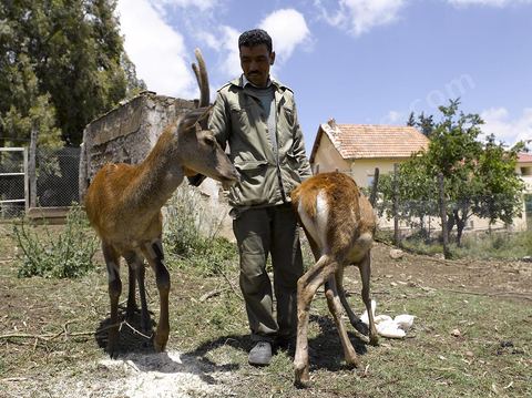 Parc National de Feidja - Kroumirie - cerf de barbarie