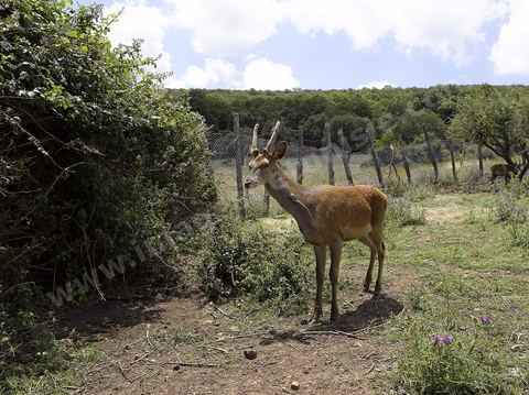 Parc National de Feidja - Kroumirie - cerf de barbarie